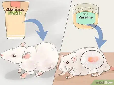 Image titled Treat External Parasites on a Pet Rat Step 5