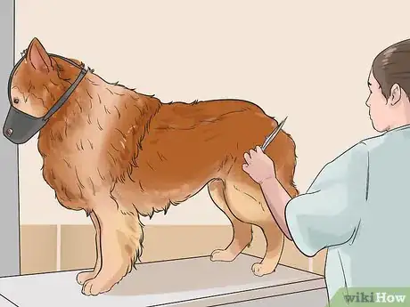 Image titled Groom a Dog That Bites Step 8