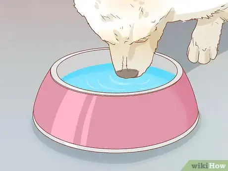 Image titled Take Care of a Pomeranian Step 10