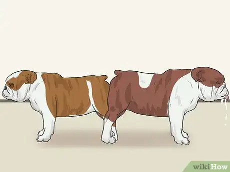 Image titled Breed English Bulldogs Step 10