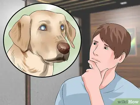 Image titled Treat Canine Glaucoma Step 8