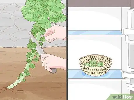 Image titled Regrow Brussels Sprouts Step 14