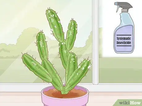 Image titled Get Rid of Cactus Bugs Step 6