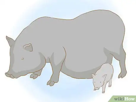 Image titled Breed Pot Bellied Pigs Step 12