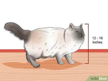 Image titled Identify Birman Cats Step 4