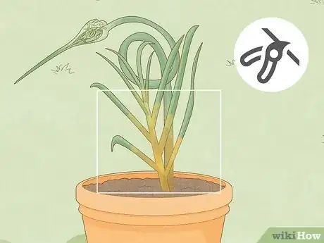 Image titled Grow Garlic Step 11
