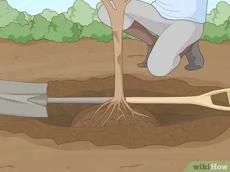 Image titled Replant a Tree Step 11