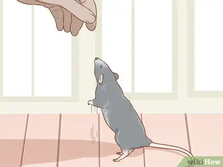 Image titled Care for a Pet Rat Step 3