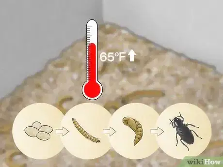 Image titled Care for Mealworms Step 9