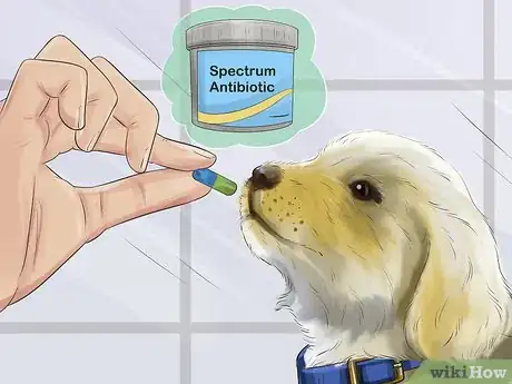 Image titled Treat a Dog's Bladder Infection Step 5