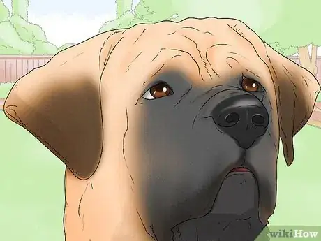 Image titled Identify a Mastiff Step 5