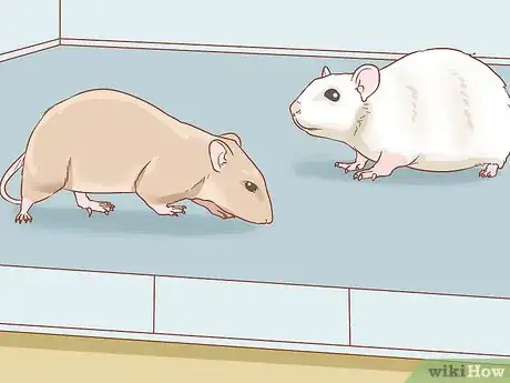 Image titled Care for a Pet Rat Step 5