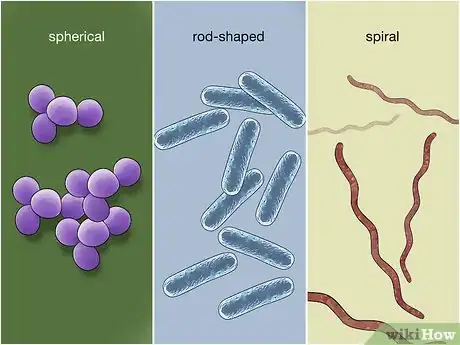 Image titled Identify Bacteria Step 23