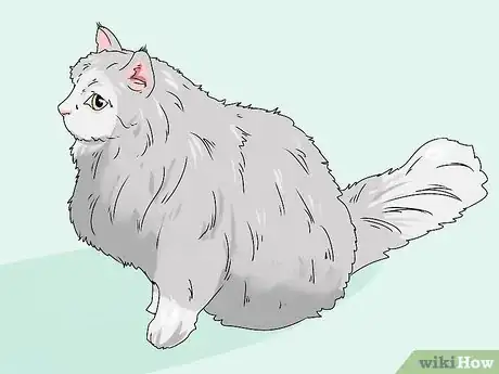 Image titled Identify a Siberian Cat Step 1