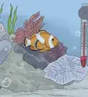 Tell if Your Fish Is Dead