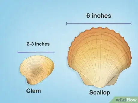 Image titled Clam vs Scallop Step 3