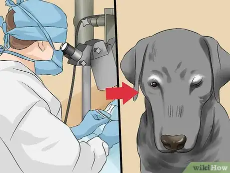 Image titled Treat Canine Glaucoma Step 7