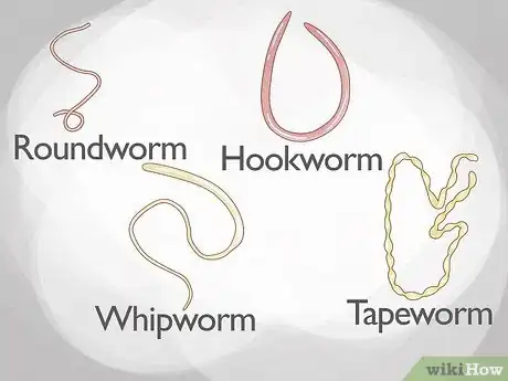 Image titled Identify Worms in a Cat Step 8