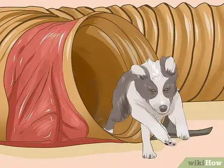 Image titled Exercise a Border Collie Puppy Step 8