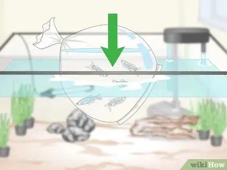 Image titled Take Care of Your Fish Step 13