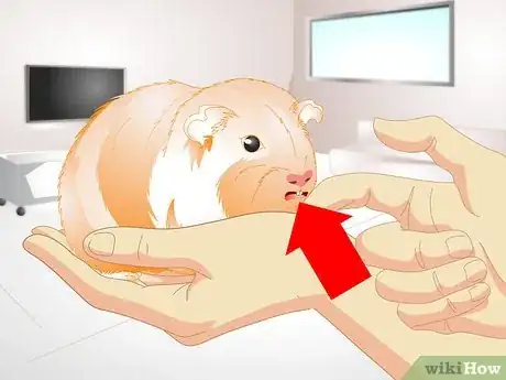 Image titled Take Care of an Overheated Guinea Pig Step 1