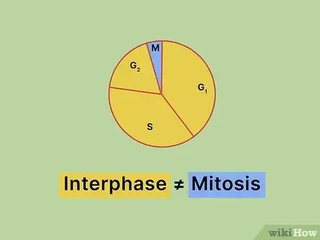 Image titled What Is the Longest Phase of the Cell Cycle Step 13