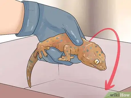 Image titled Tame a Tokay Gecko Step 4