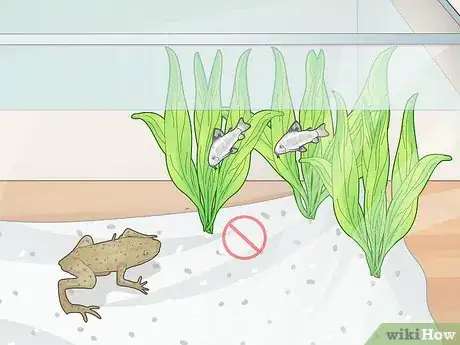 Image titled Add a Frog to a Fish Tank Step 1