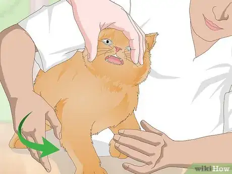 Image titled Treat Your Cat's Dental Problems Step 15