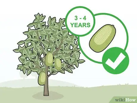 Image titled Grow Jackfruit Step 19