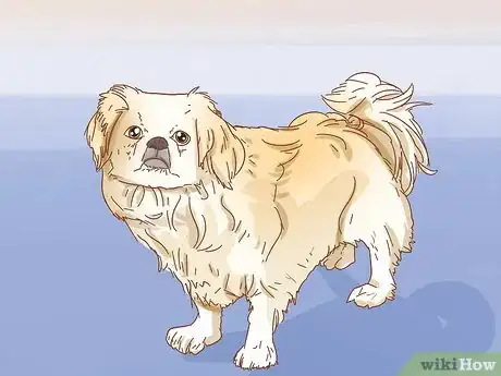 Image titled Identify a Pug Step 15