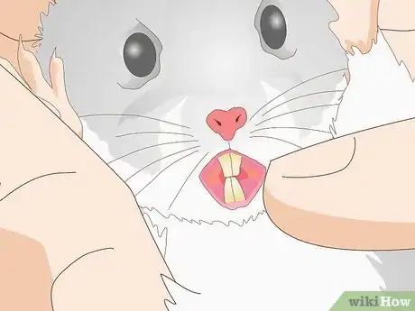 Image titled Diagnose Hamster Dental Problems Step 8