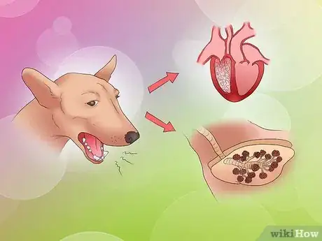 Image titled Recognize Kennel Cough in Dogs Step 9