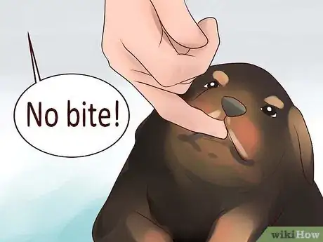 Image titled Train Your Rottweiler Puppy With Simple Commands Step 6