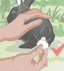 Feed a Wild Rabbit