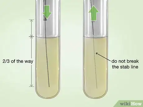 Image titled Identify Bacteria Step 27