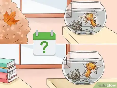 Image titled Tell if a Goldfish Is Pregnant Step 2