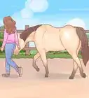 Join Up With a Horse
