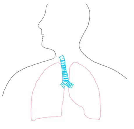 Image titled Trachea_respsyst_gb2653.png