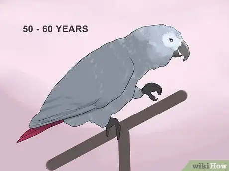 Image titled Know if an African Grey Parrot Is Right for You Step 8