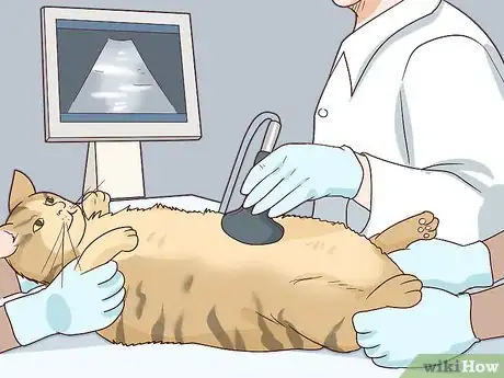 Image titled Diagnose and Treat Ovarian Remnant Syndrome in Cats Step 10