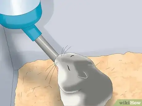 Image titled Feed Dwarf Hamsters Step 12