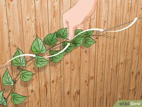 Image titled Grow Vines on a Fence Step 14