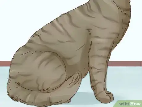 Image titled Identify a Tabby Cat Step 5