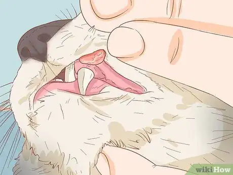 Image titled Diagnose and Treat Mouth Ulcers in Cats Step 1