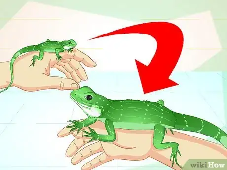 Image titled Take Care of a Chinese Water Dragon Step 12