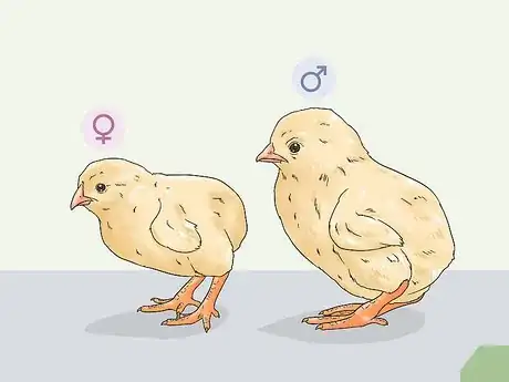 Image titled Determine the Sex of a Chicken Step 3