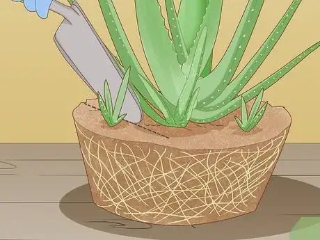 Image titled Force Bloom on Aloe Vera Step 11