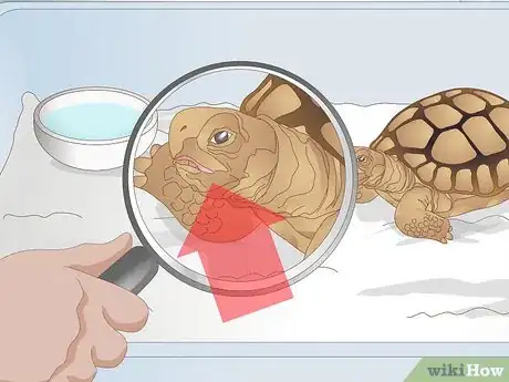Image titled Diagnose Stomatitis in Tortoises Step 3
