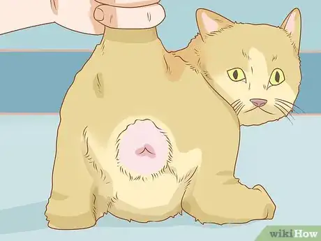 Image titled Diagnose and Treat Anal Gland Disease in Cats Step 2